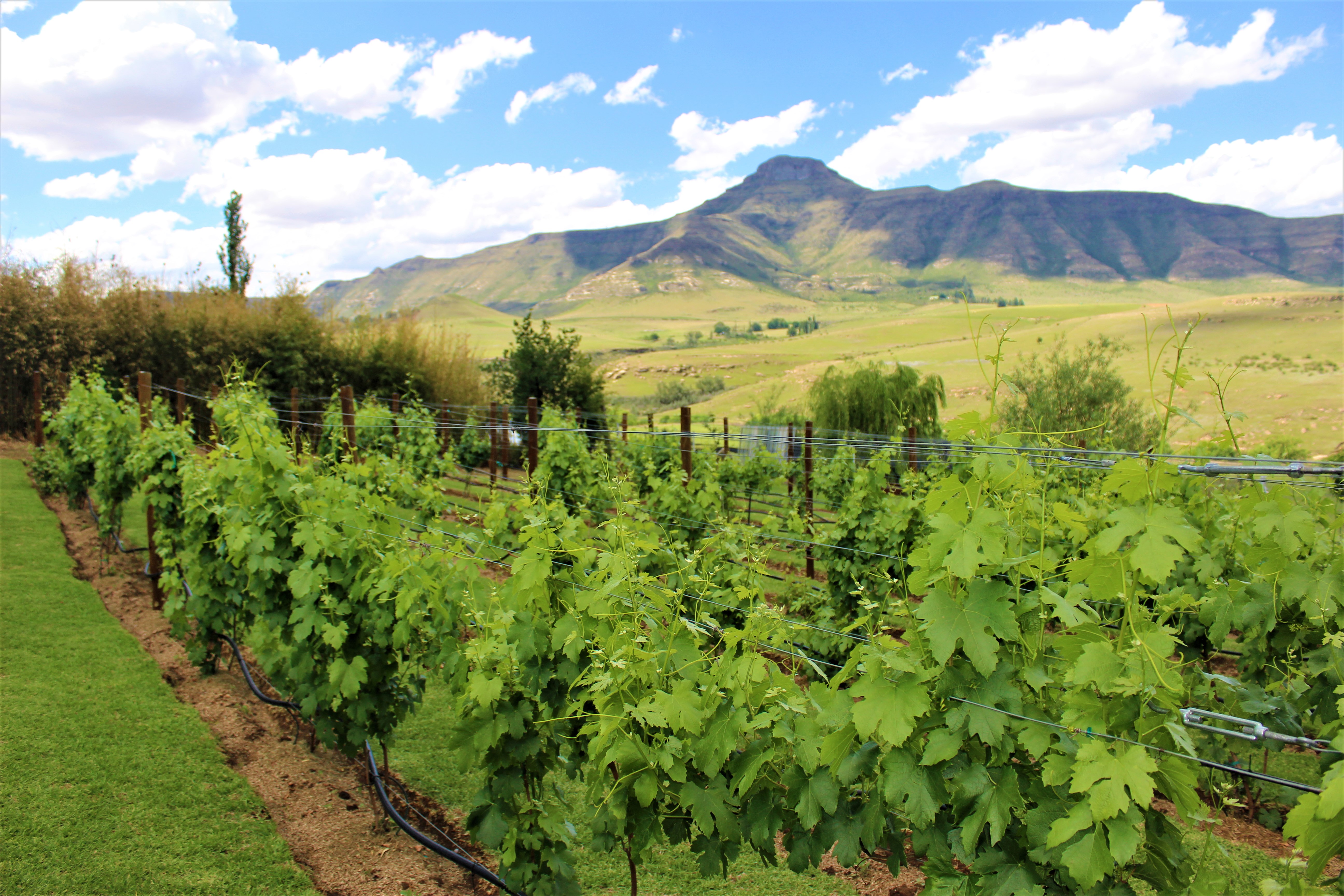 Our Boutique Vineyard